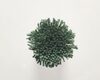 Koberce - FdS Band 0 Botanical Silk Contract (TT) - FERR-BOTSILKTT - TT168 Cactus Green