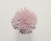 Koberce - FdS Band 0 Botanical Silk (T) - FERR-BOTSILKT - T114 Crystal Pink