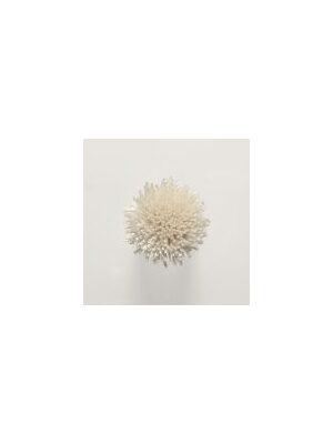 Koberce - FdS Band 0 Botanical Silk Contract (TT) - FERR-BOTSILKTT - TT61 Cream