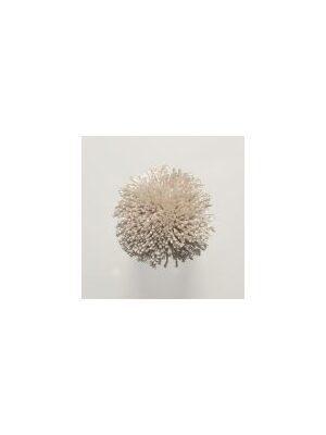 Koberce - FdS Band 0 Botanical Silk (T) - FERR-BOTSILKT - T24 Powder