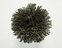 FdS Band 0 Botanical Silk (T): T127 Seaweed